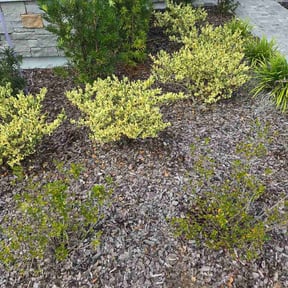 Flower Bed Weeding by Drew lawn care reviewed on October 17, 2026