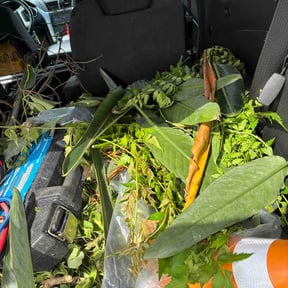 Bush Trimming by Lawn Sharks Landscaping reviewed on October 15, 2026