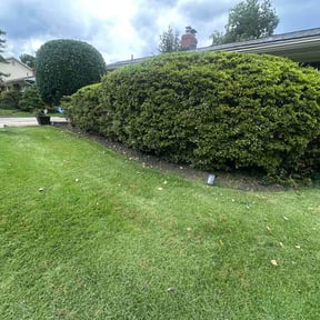 Bush Trimming by BG landscaping reviewed on October 12, 2026