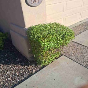 Bush Trimming by Dan's Lawn &amp; Landscaping reviewed on September 12, 2026