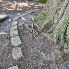 Leaf Removal by Jack's lawn service reviewed on September 16, 2026