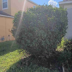 Bush Trimming by Scube and Sons reviewed on October 12, 2026