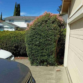 Bush Trimming by Slayton Lawn Care reviewed on September 13, 2026