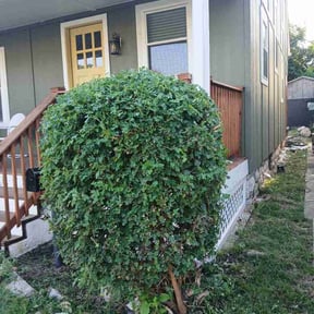 Bush Trimming by Lawns by leo reviewed on October 15, 2026