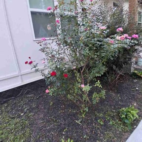 Flower Bed Weeding by American Outdoors Property Services reviewed on September 11, 2026