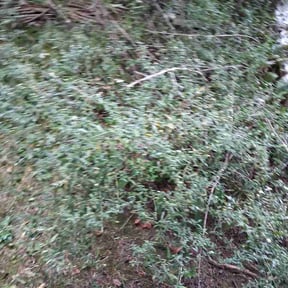 Bush Trimming by Coastal lawn reviewed on October 9, 2026