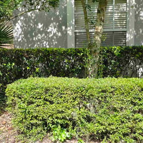 Bush Trimming by Dominic's Lawncare LLC reviewed on October 13, 2026