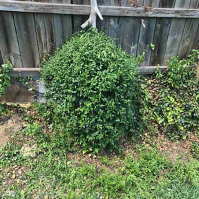 Bush Trimming by KaiTech Landscape reviewed on August 26, 2026