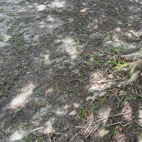 Leaf Removal by Dad Will Do It. Lawn services LLC reviewed on August 28, 2026