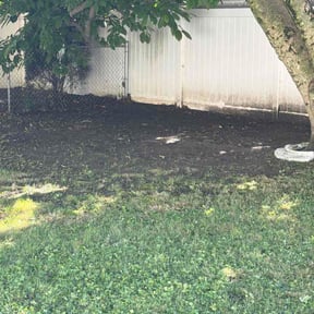 Leaf Removal by All that grass reviewed on September 16, 2026