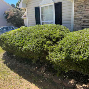 Bush Trimming by Gator Outdoor Solutions reviewed on October 13, 2026