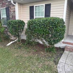 Bush Trimming by Lawn kingz reviewed on October 12, 2026