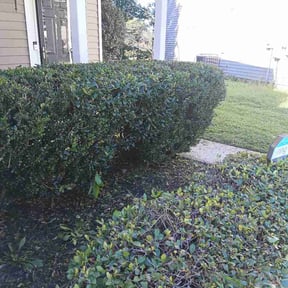 Bush Trimming by cuttinggrasswithchrissy reviewed on September 17, 2026