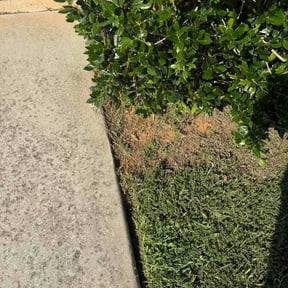 Flower Bed Weeding by Abel Baeza reviewed on October 9, 2026