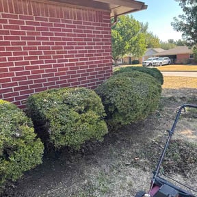 Bush Trimming by Seed 2 Sapling reviewed on October 15, 2026