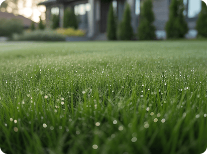 Lawn Treatment service in action