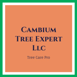 Cambium Tree Expert Llc Logo