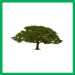 Mchughs Tree Service Logo