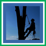 A J Denoncour Tree Service Logo