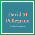 David M Pellegrino Logo