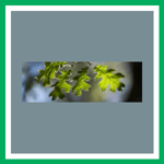 Elton W Coleman Logo