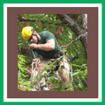 Tree Experts Logo