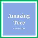 Amazing Tree Logo