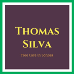 Thomas Silva Logo