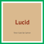 Lucid Logo
