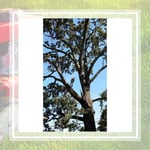 First Choice Lawn Tree Service Llc Logo