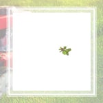 West Coast Arborists Inc Logo