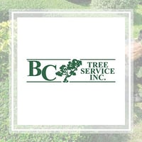 11 Best Tree Care Services In Ventura Ca Tree Removal