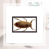 11 Best Pest Control Companies In Louisville Ky Exterminators