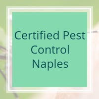 22 Best Pest Control Services In Fort Myers Fl Exterminators