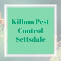 10 Best Pest Control Services in Scottsdale, AZ ...