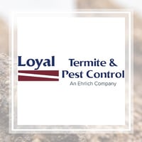11 Best Pest Control Companies In Chesterfield Va Exterminators
