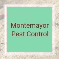 11 Best Pest Control Companies in Harlingen, TX ...