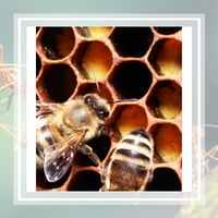 11 Best Pest Control Companies In Citrus Heights Ca Exterminators