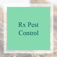 Taylor Mi Pest Control Exterminators Best 2021