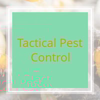 10 Best Pest Control Services In Chandler Az Exterminators
