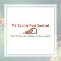 The 10 Best Pest Control Companies In Orlando Fl
