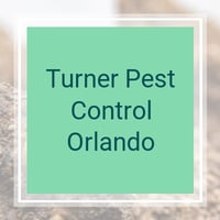 The 10 Best Pest Control Companies In Orlando Fl