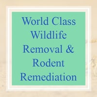10 Best Pest Control Services in Clearwater, FL | Exterminators