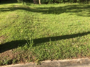 1 Chattanooga Tn Lawn Care Service Lawn Mowing From 19 Best 2021 1 Chattanooga Tn Lawn Care Service Lawn Mowing From 19 Best 2021