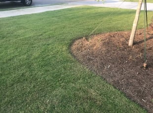 lee's tree service dallas tx