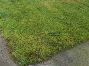 Markus J.'s Lawn Service service in Daryl's Lawns Solutions INC