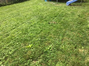 1 Indianapolis In Lawn Care Service Lawn Mowing From 19 Best 2021