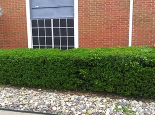 Arlington Tx Lawn Care Service Lawn Mowing From 19 Rated Best 2021