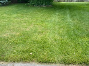 Austin Tx Lawn Care Service Lawn Mowing From 19 1 In 2021