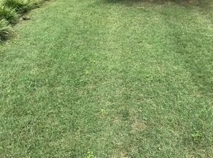 1 Crown Point In Lawn Care Service Lawn Mowing From 19 Best 2021
